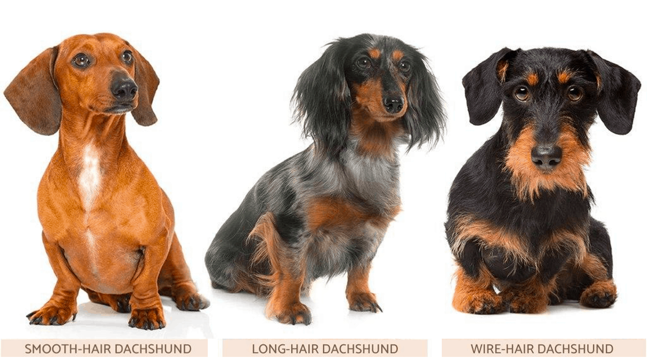 types of dachshunds image