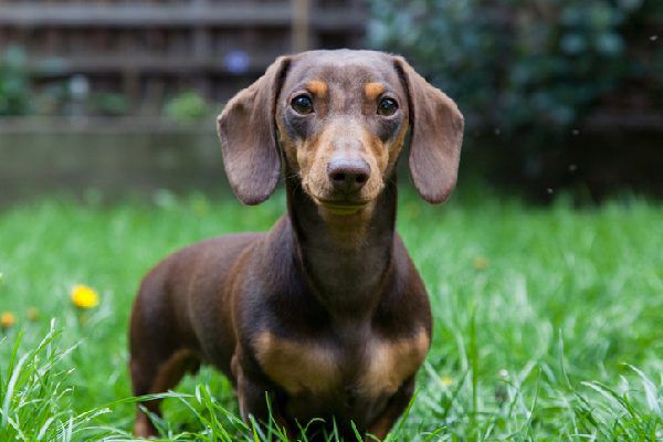 dachshund