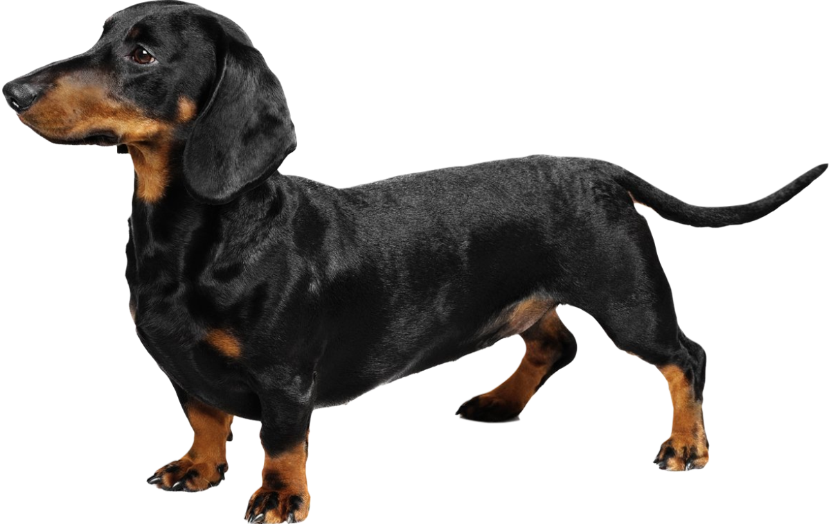 dachshund image