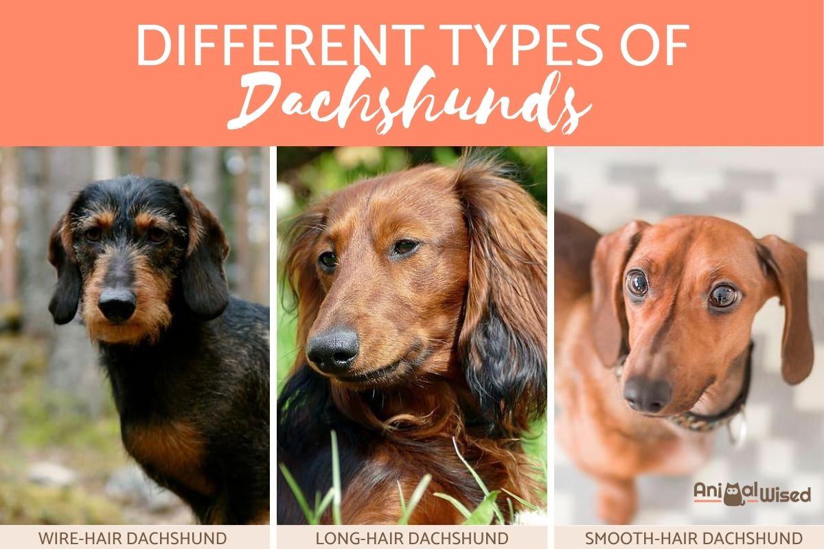 types of dachshunds image